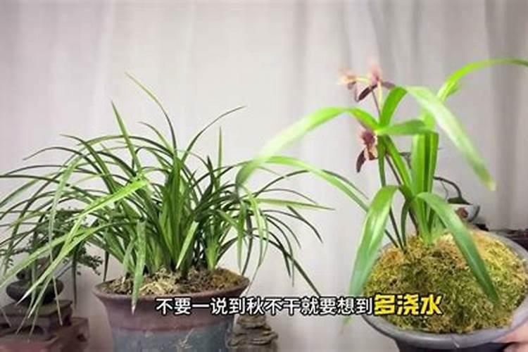 兰草的养殖方法及兰草怎么养