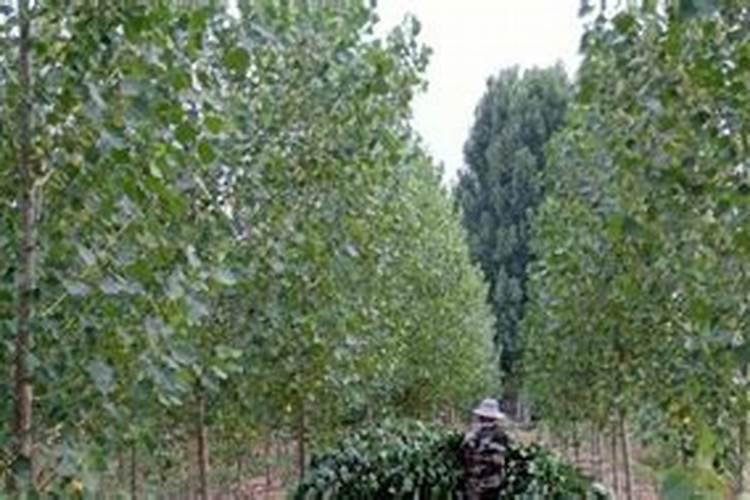 杨树施什么肥长的快