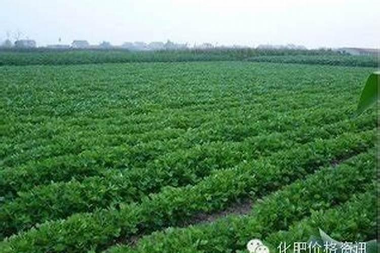 青海盐湖元通钾肥有限公司怎么样？