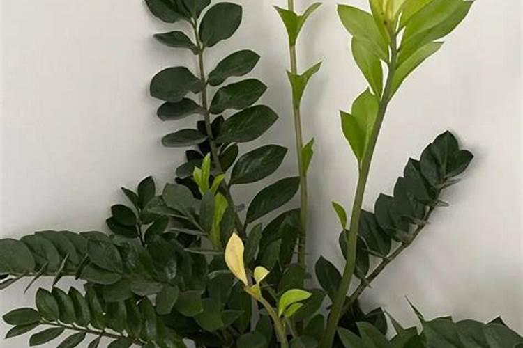 昙花施肥用什么肥料,长花蕾的时候可以施肥吗