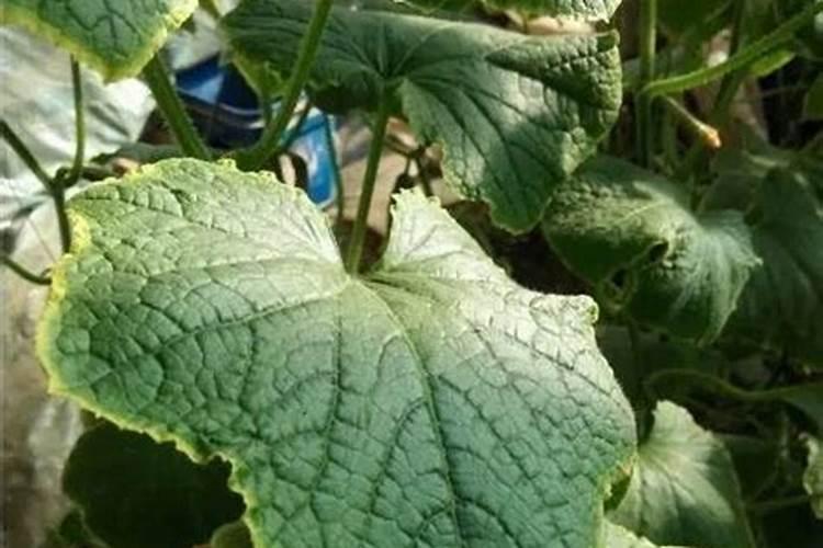 丝瓜叶子发黄是什么情况？