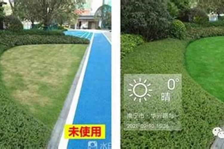 早熟禾氮肥过多叶尖发黄