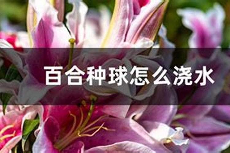百合什么时候施肥 百合哪个时候施肥
