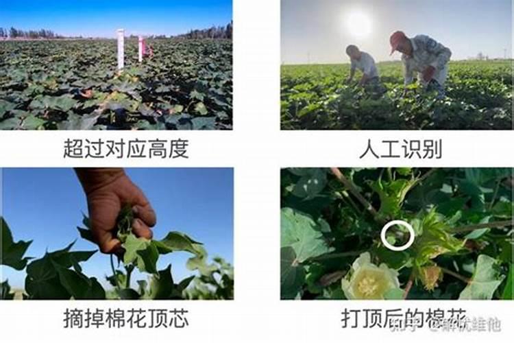 棉花打顶后旺长怎么办,能不能少量用水？