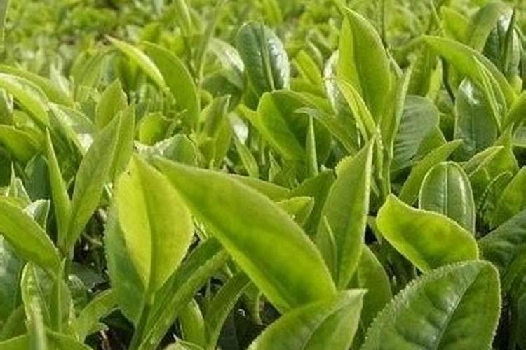 茶叶施磷肥选什么肥 茶叶施磷肥选哪种肥