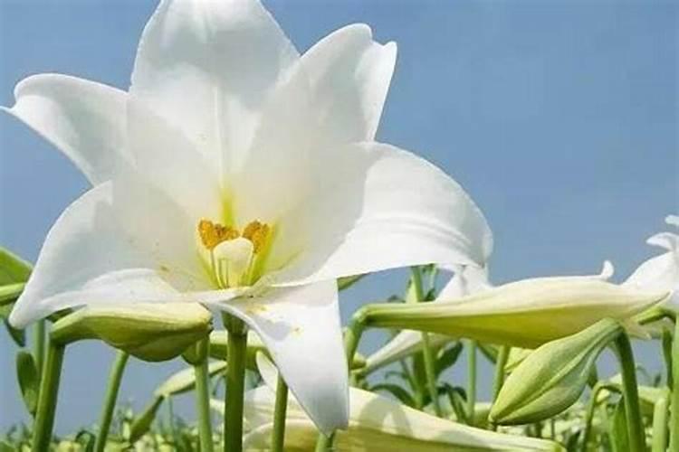 百合花在长花骨朵是可以施肥吗？,是什么肥？