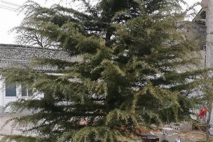 种植松树该施什么肥料？