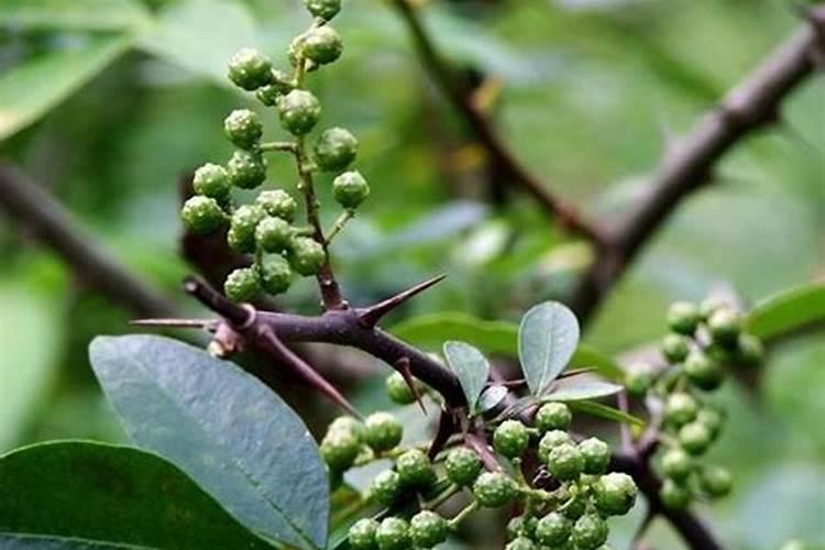 花椒树秋季施肥啥化肥最好？