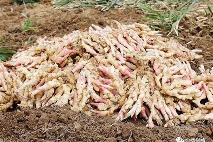 生姜用什么肥料最好