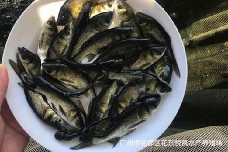 莆田海鲜特产,莆田旅游特产推荐