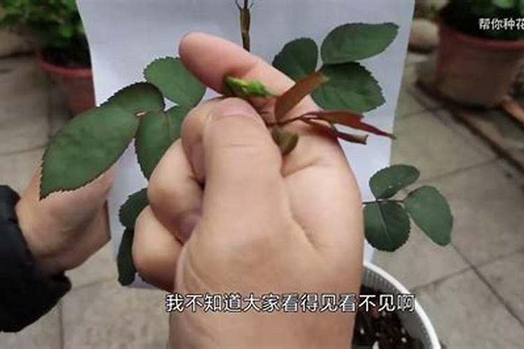 月季小苗施什么肥最好？