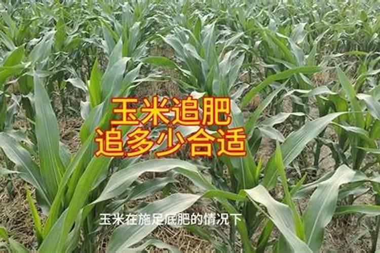 玉米对肥料的需求含量是多少(玉米用什么样的肥才能高产)