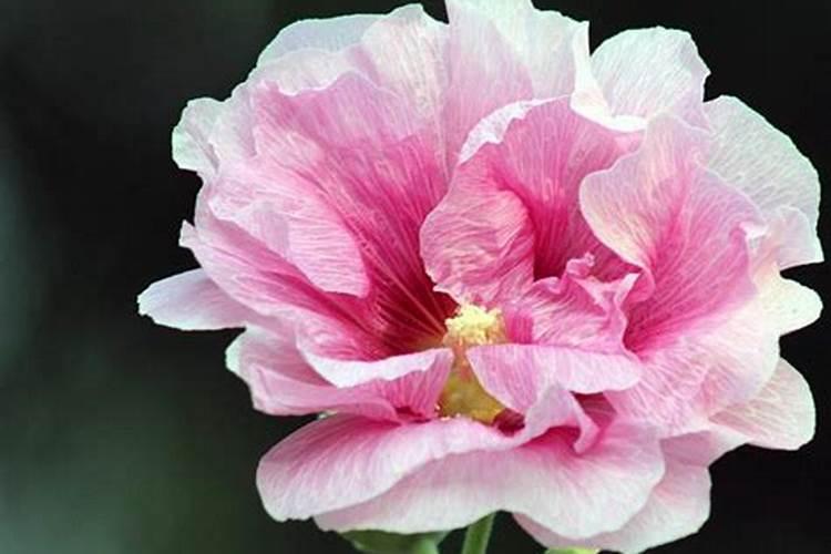 芙蓉花浇什么肥料合适