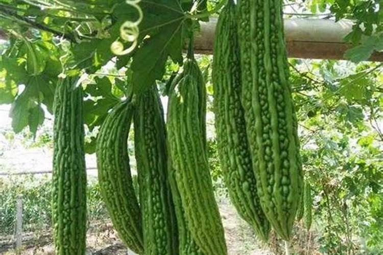 请问各位老师种植苦瓜用什么肥好