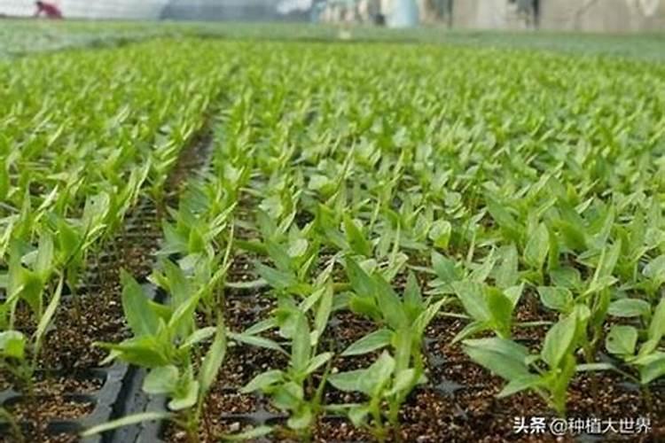 辣椒前期出现疯长以后,应该如何控制生长？