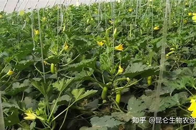 西葫芦怎么啦请指点