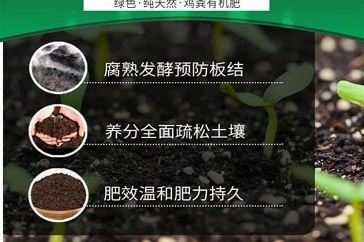 银川七月份能种植哪些蔬菜