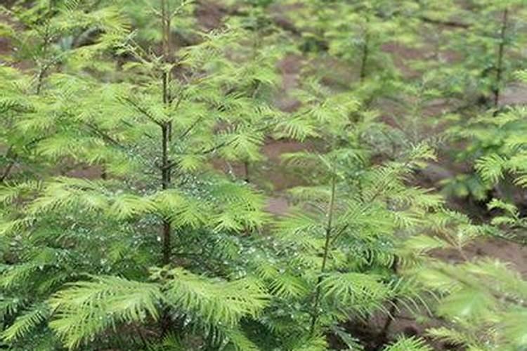 硫酸钾型复合肥适用于什么土地