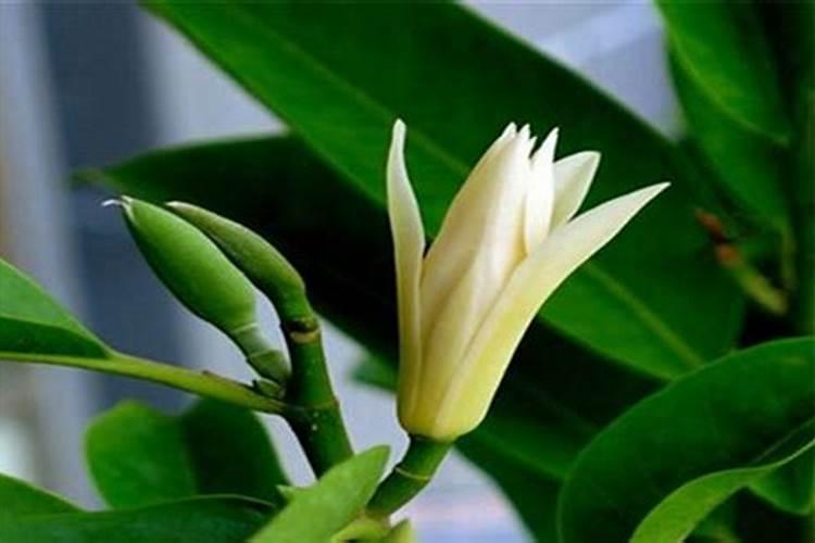 黄桷兰的养殖方法和注意事项有哪些？