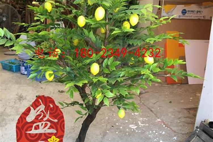 柠檬在各个时期如何施肥
