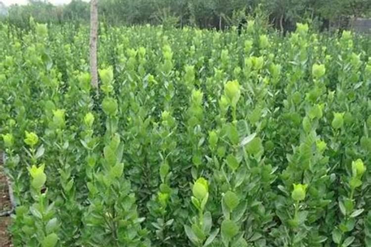 黄芪种植技术与栽培管理