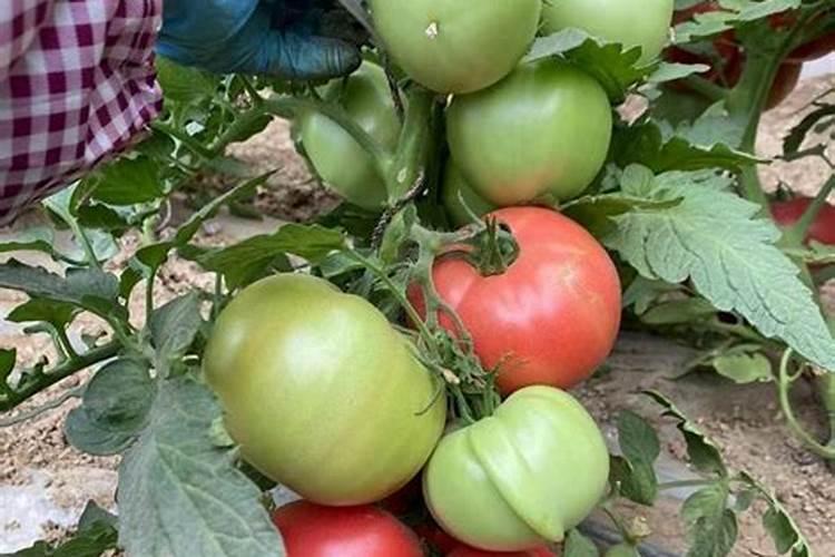 二三年了,今年檵木不发芽怎么回事