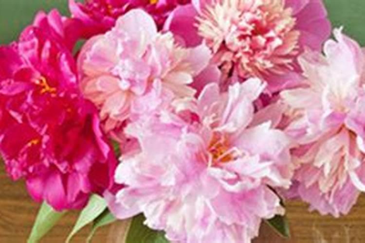 牡丹花怎样施肥 牡丹花如何施肥