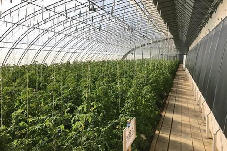 西红柿转色期管理技术 西红柿养殖需要注意什么