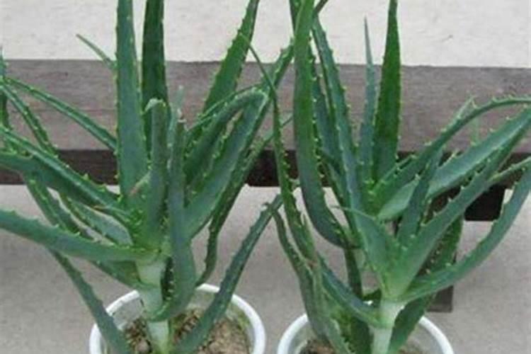 浇花的正确方法有人说,要等水干透,再多浇水,湿湿的.再等再干透,