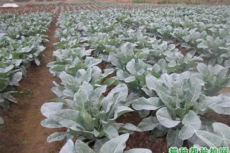 花椰菜施肥技术需肥特点