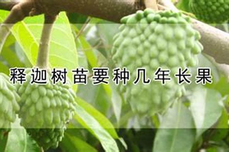 专吃速生桉幼苗树皮是什么虫怎么防治？