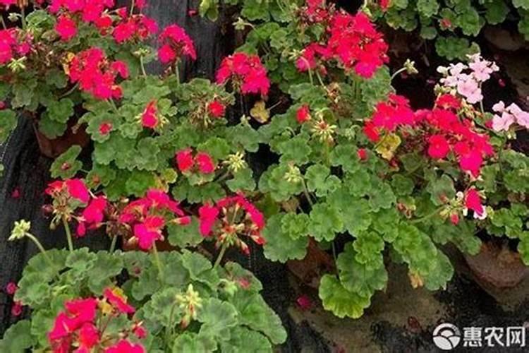 天竺葵浇什么肥料合适