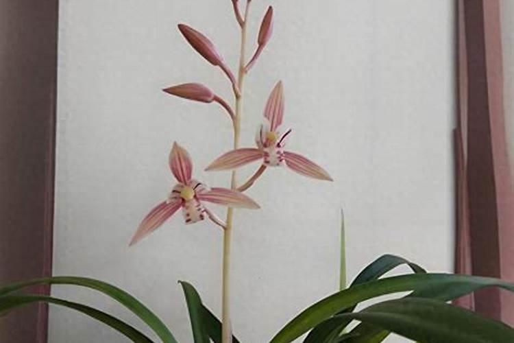 夏季兰花怎么正确施肥