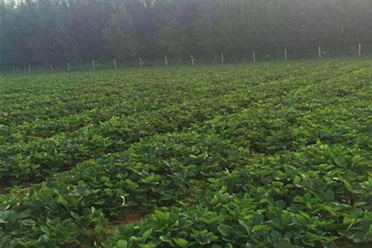 绿萝可以用复合肥吗