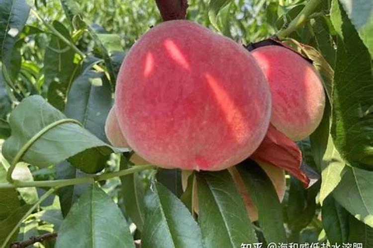 桑树最忌三种肥料