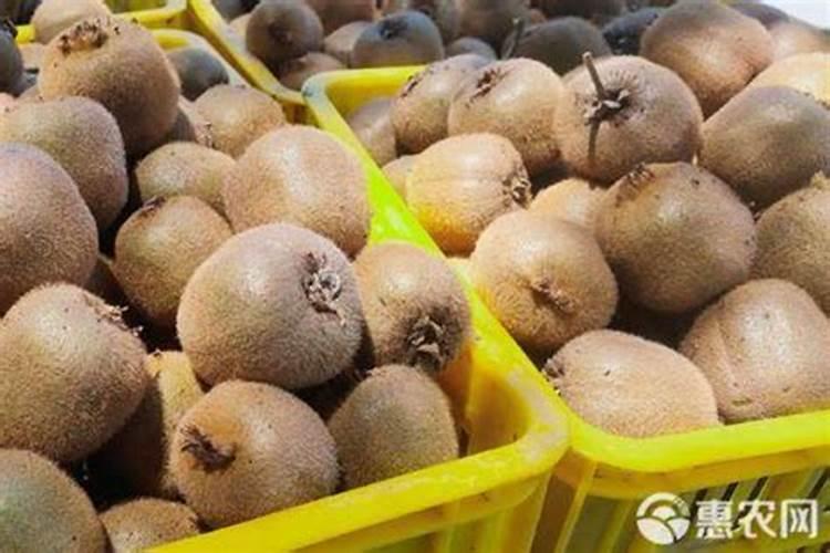 软枣猕猴桃什么时候成熟,附种植方法
