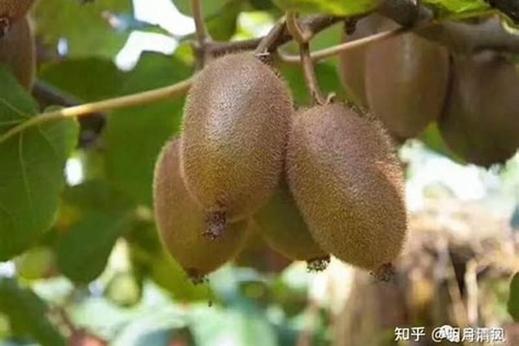 猕猴桃采摘后该怎么施肥？施肥后能浇水吗？