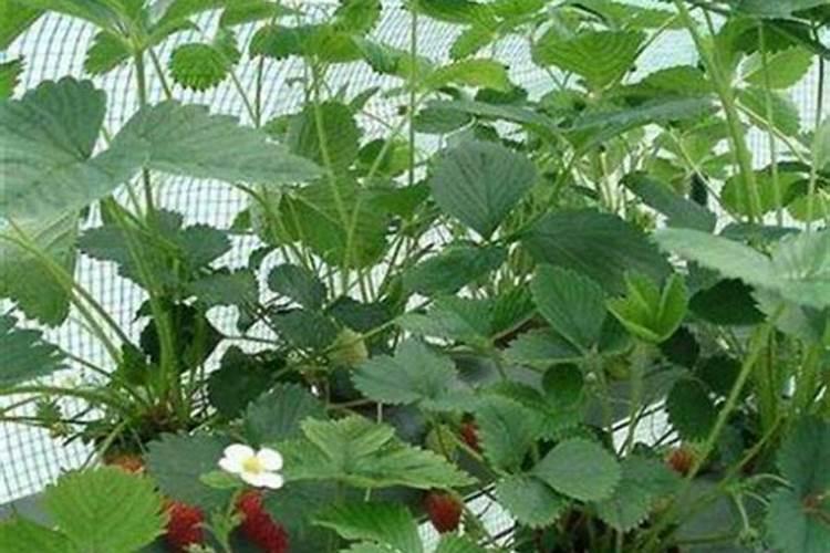 草莓结果几天充一次肥