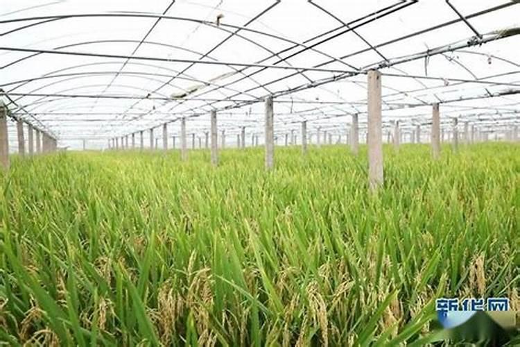 阳光玫瑰什么时候种植几年结果