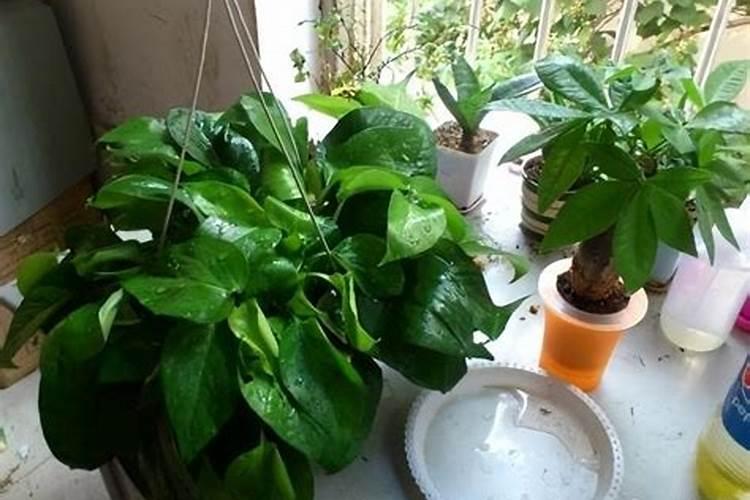 花施肥后能晒太阳吗？给花施肥需要注意什么