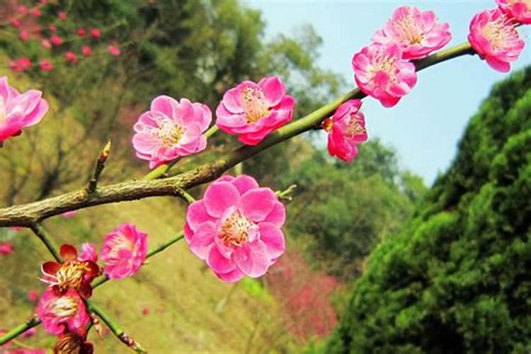 芸苔素在桃树花前喷施什么时间好？