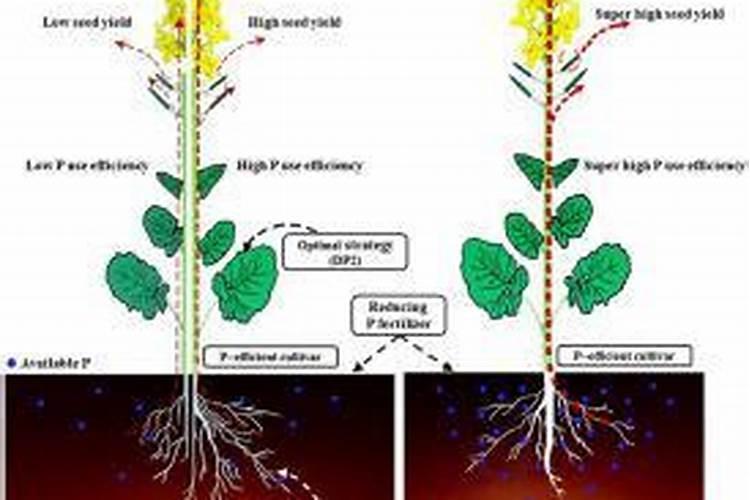 给花生叶面补钙,到底是该用一遍还是用三遍呢？