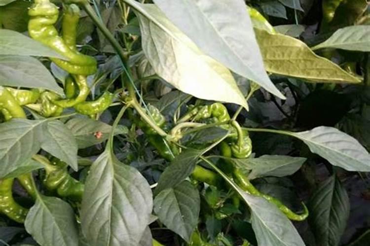 辣椒高产施肥的正确方法