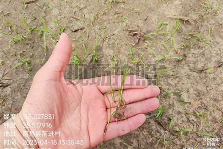 麦田收获后种水稻用什么除草剂除掉麦苗？