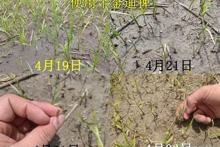 氰氟草酯对水稻幼苗危害吗