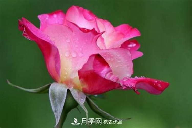 刚种的月季树怎么处理 刚移栽的月季怎么管理