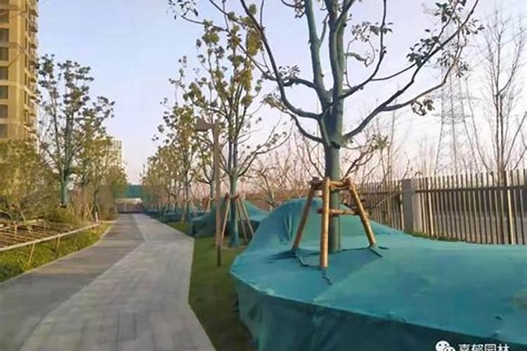 兰花冬天施什么肥最好 兰花冬天施肥方法