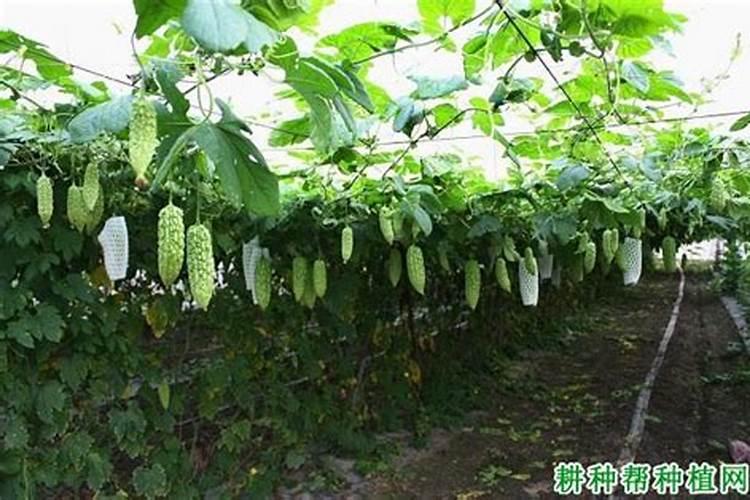 苦瓜种植误区有哪些 苦瓜怎么施肥