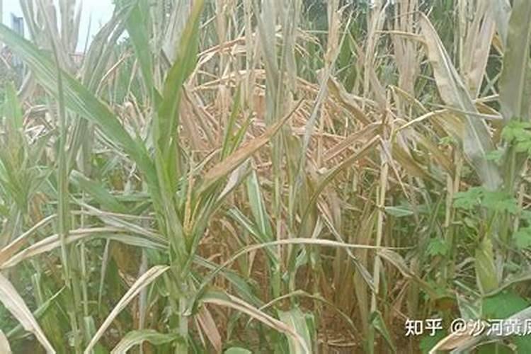 玉米中后期怎样管理才能高产(玉米每个阶段管理技术)