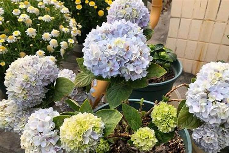 家里的绣球花开始萌芽了,后续该怎么来养护呢？